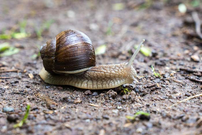 Photographie d'un escargot